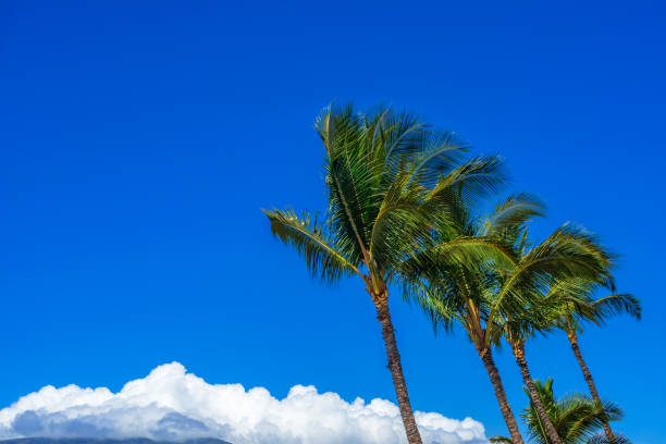 palm trees blowing in the wind with blue sky - trade winds imagens e fotografias de stock