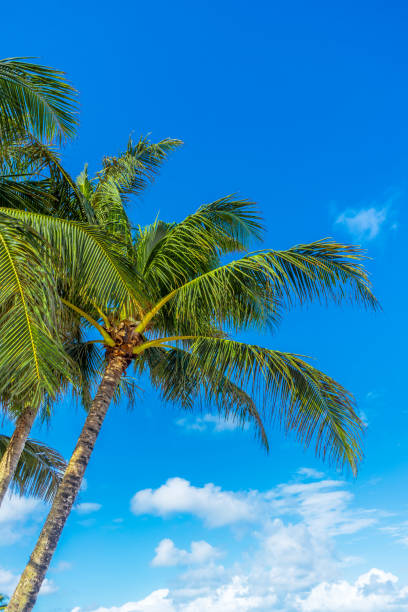 palm trees with a breeze with blue sky and clouds - trade winds imagens e fotografias de stock