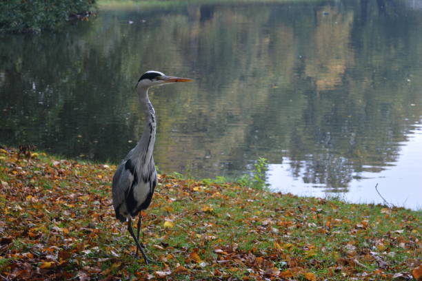 istock Public park in the Hague, Netherlands 1216446255