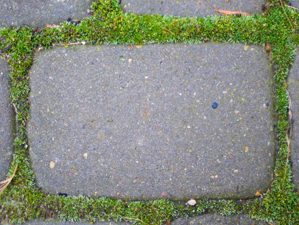 Walkway pavement brick with green grass