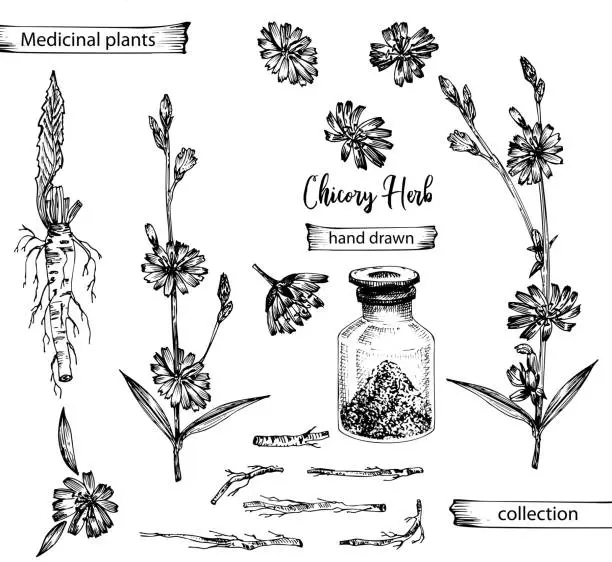 Vector illustration of Realistic Botanical ink sketch of chicory root, flowers, powder, bottle isolated on white background, floral herbs collection. Medicine plant.