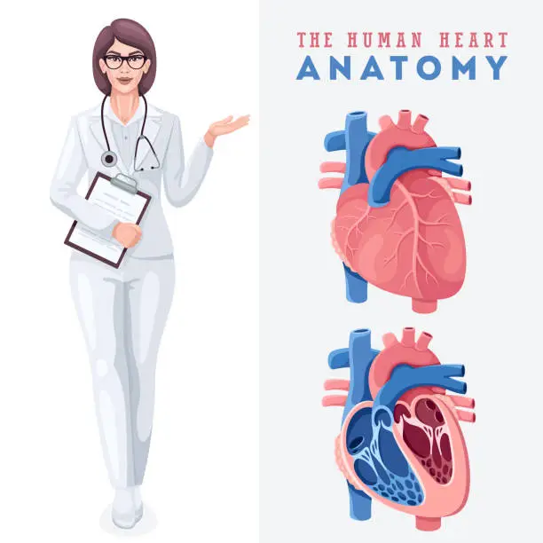 Vector illustration of Anatomy of the human heart. Female doctor.
