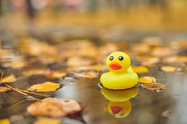 Duck toy in autumn puddle with leaves. Autumn symbol in city park. Fairweather or cloudy weather concept.