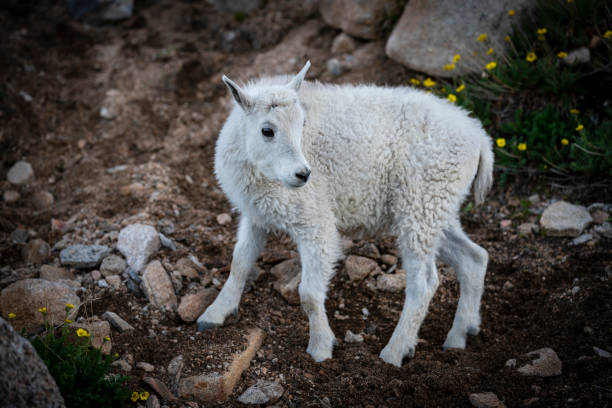 istock Bay Rocky Mountain Goat 1216447658
