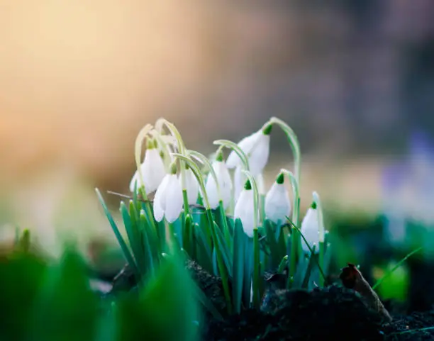 Group of beautiful fresh snowdrops in early spring, awakening to the warm gold rays of sunshine