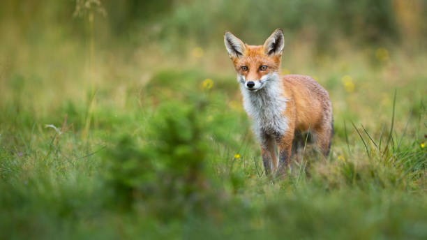 istock Alert red fox looking on a green glade in summer with copy space 1216448865