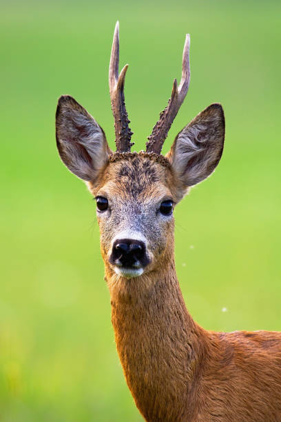 istock Alert roe deer buck with big antlers looking into camera in summer nature 1216449035