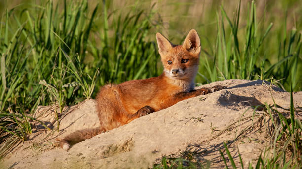 istock Calm red fox cub lying down on a sand near its den in spring nature at sunset. 1216449723