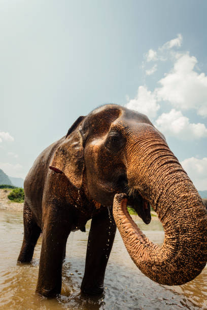 istock Asian elephant in Chiang Mai, Thailand 1216449815