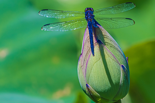 A magnificent Blue Dasher Dragonfly resting on a Lotus Bud