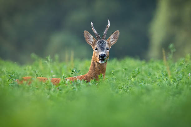 istock Alert roe deer buck grazing hidden on clover field in summer. 1216449940