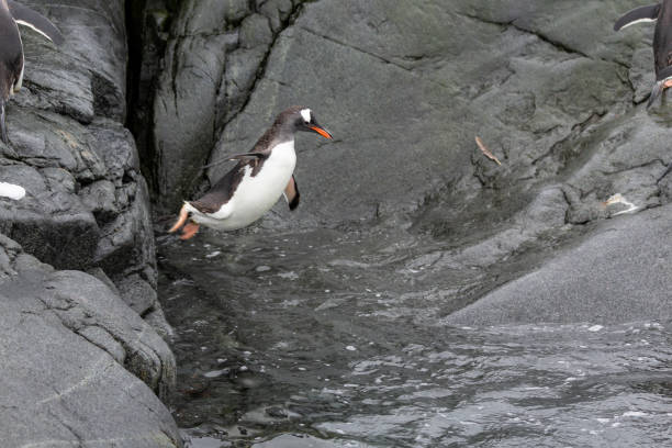 View of the Gentoo penguin (Pygoscelis papua) at the James Ross Island, a large island off the southeast side and near the northeastern extremity of the Antarctic Peninsula in Antarctica