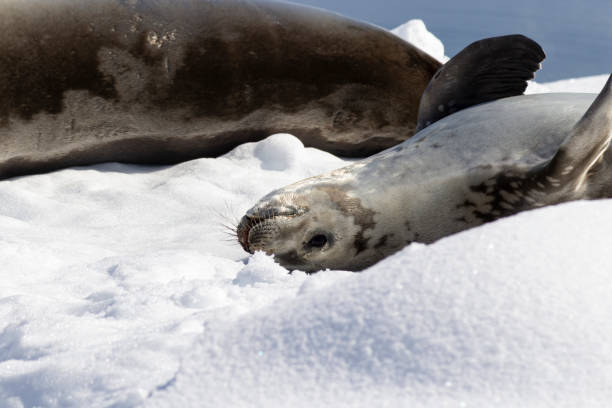 istock Wildlife in Antarctica 1216449994