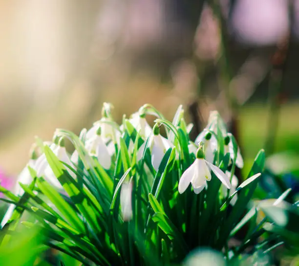 Group of beautiful fresh snowdrops in early spring, awakening to the warm gold rays of sunshine