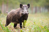 Alert wild boar looking into camera on green glade in summer