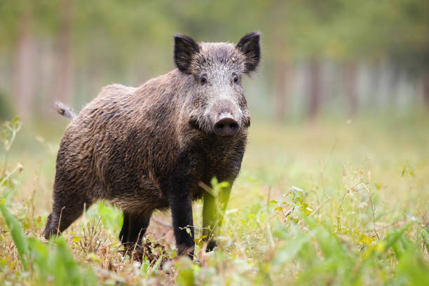 Alert wild boar looking into camera on green glade in summer stock photo