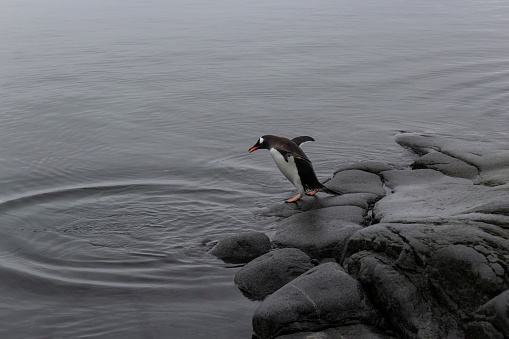 View of the Gentoo penguin (Pygoscelis papua) at the James Ross Island, a large island off the southeast side and near the northeastern extremity of the Antarctic Peninsula in Antarctica