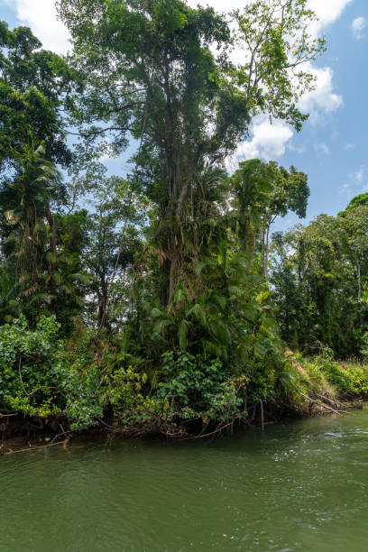 istock Daintree River tour in Queensland, Australia 1216451153
