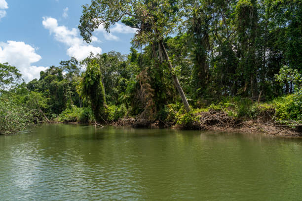 istock Daintree River tour in Queensland, Australia 1216451251