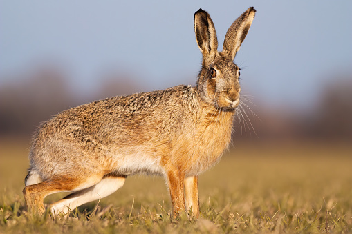 Cute brown hare, lepus europaeus, standing on a field in spring at sunset. Adorable wild animal looking to camera in horizontal composition from low angle view.