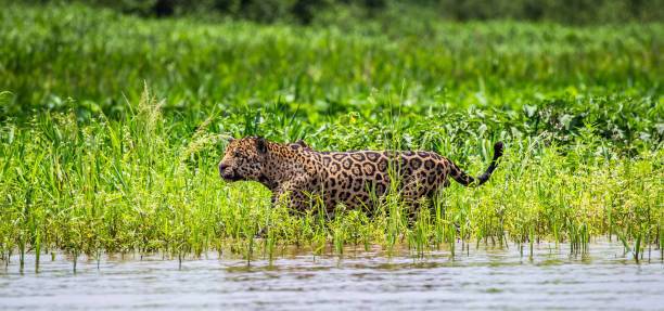 istock Jaguar walks along the grass along the river bank. 1216451395