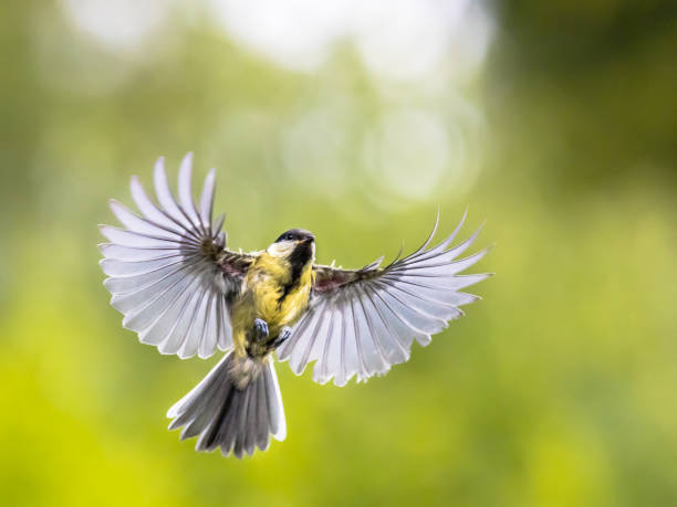 istock Bird in flight on green garden background with copy space 1216451522