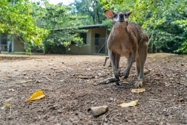 Wallaby in Daintree rainforest, Queensland, Australia Queensland, Australia. mossman gorge stock pictures, royalty-free photos & images