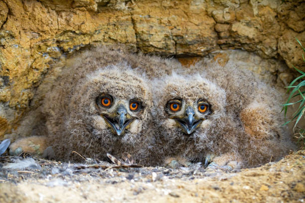 istock Cute eurasian eagle-owl younglings hiding under rocks of cliff and facing camera 1216451543