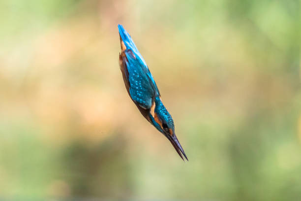 Common European Kingfisher (Alcedo atthis) abstract image of kingfisher diving in water  on green background