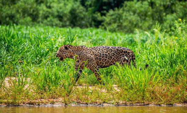 istock Jaguar walks along the grass along the river bank. 1216452177