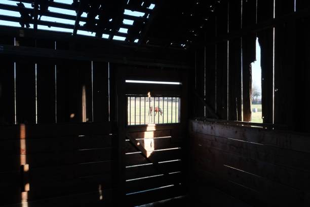 istock Exterior and interior of white washed barn deteriorating. 1216452295