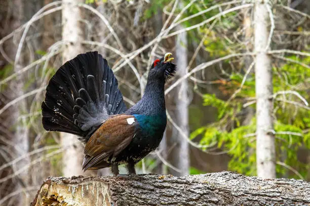 Majestic western capercaillie, tetrao urogallus, spreading his tail in the forest. Impressive ground-living wood grouse strutting in its natural habitat. Endangered bird with big tail.