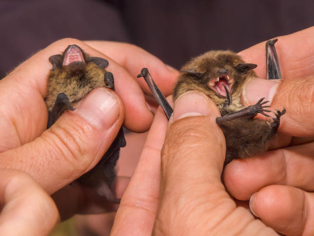 Two pipistrelle bats in hand of researcher Two Nathusius' Pipistrelle (Pipistrellus nathusius) bats in hand of researcher. These bats are caught for survey and measurements. mouse eared bat photos stock pictures, royalty-free photos & images