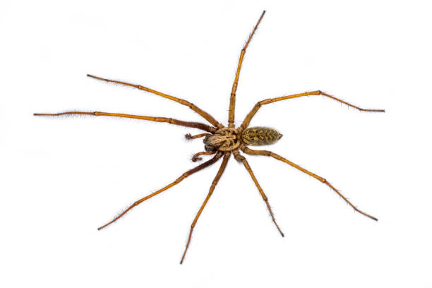 istock Giant house spider isolated on white background 1216452720