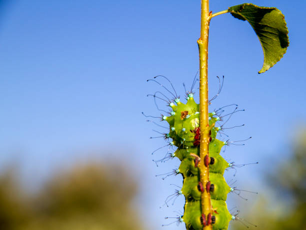 Close-up details of a green caterpillar