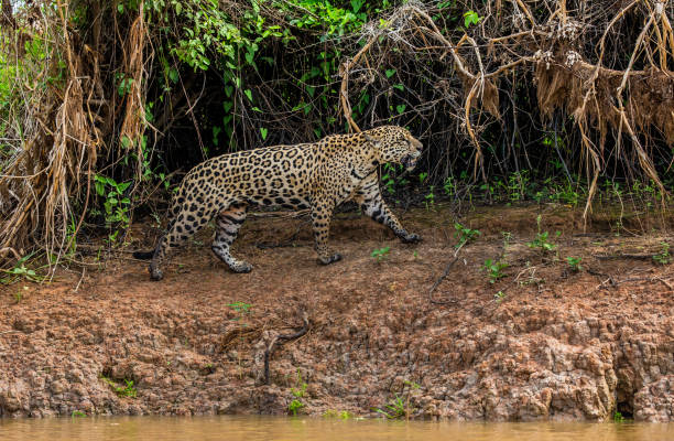 istock Jaguar walks along the grass along the river bank. 1216453966