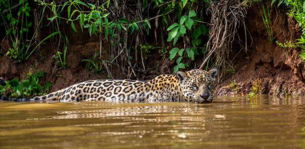 istock Jaguar is swimming on the river. 1216454223