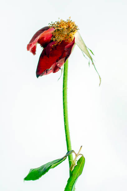 istock Dead rose with dry petals isolated on white background. 1216454874