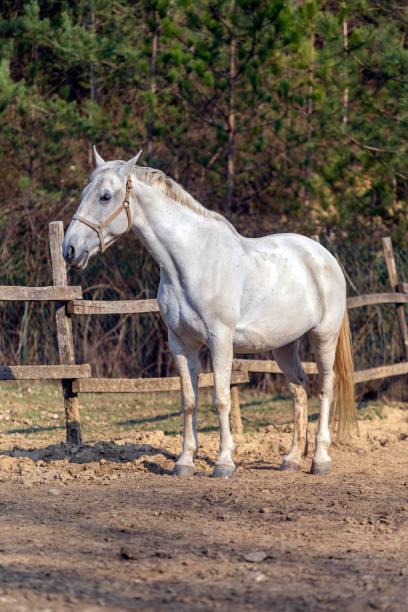 istock White horse in a horse farm 1216454938