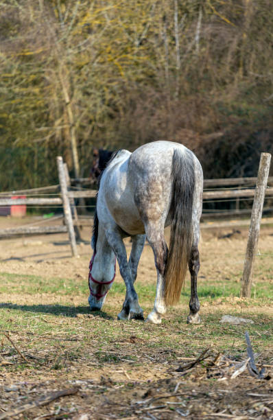 istock White horse in a horse farm 1216455053