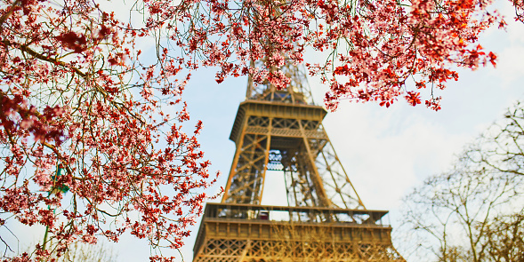 Cherry blossom flowers in full bloom with Eiffel tower in the background. Early spring in Paris, France
