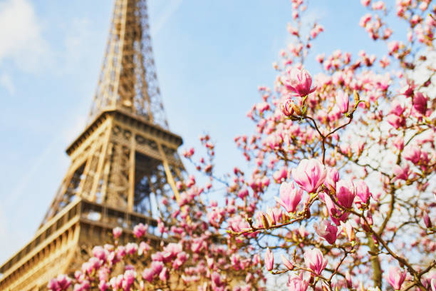 istock Pink magnolia in full bloom and Eiffel tower over the blue sky 1216456057