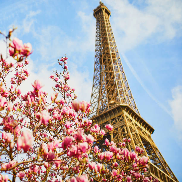 istock Pink magnolia in full bloom and Eiffel tower over the blue sky 1216456091