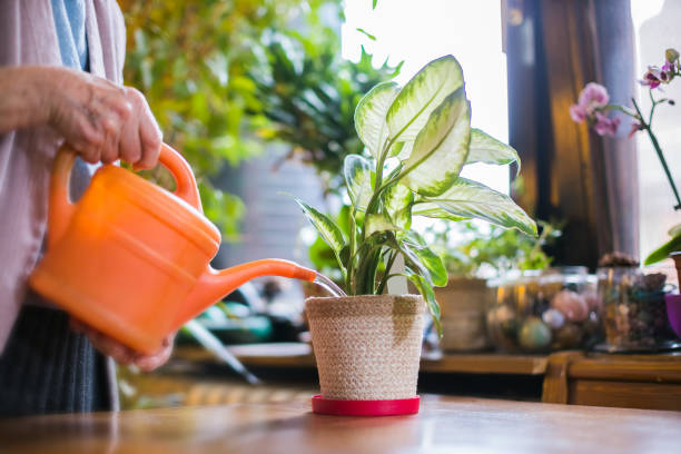 woman watering flowers