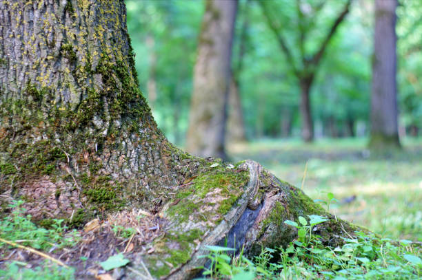 istock Old trees growing among the plants 1216457640