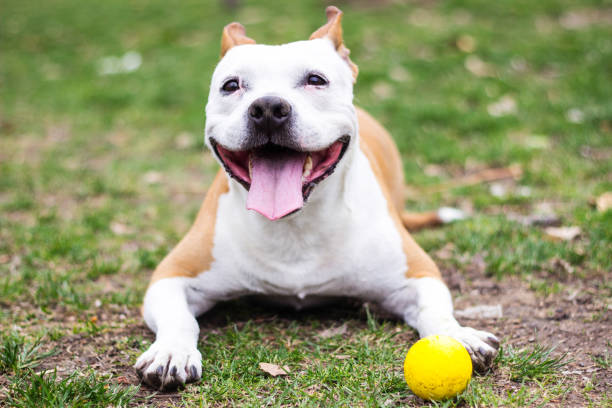 istock Friendly Dog having a big smile 1216457813