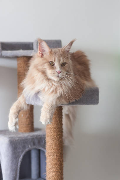 istock Adorable funny red tabby maine coon lying on a too small scratching post, too big for scratching tree 1216458089