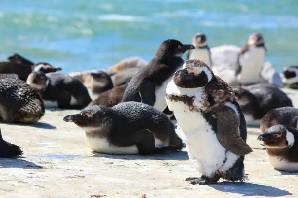 Photo of Lazy Penguins at Betty’s Bay