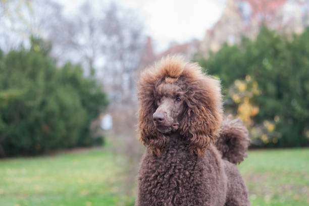 verticale d’un caniche standard adorable de cheveux bruns à fourrure soigné dans un stationnement - standard poodle photos et images de collection