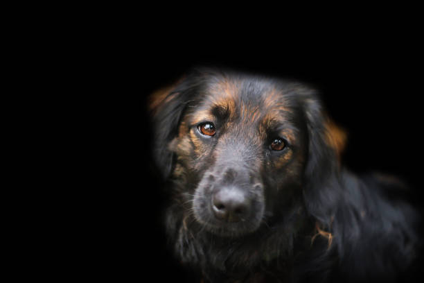 istock Cute scruffy mix breed dog portrait on a black background 1216458543
